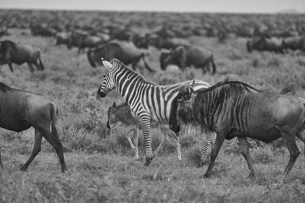 Wielka migracja Serengeti Gnu Wildebeest Zebra Connochaetes taurinus — Zdjęcie stockowe