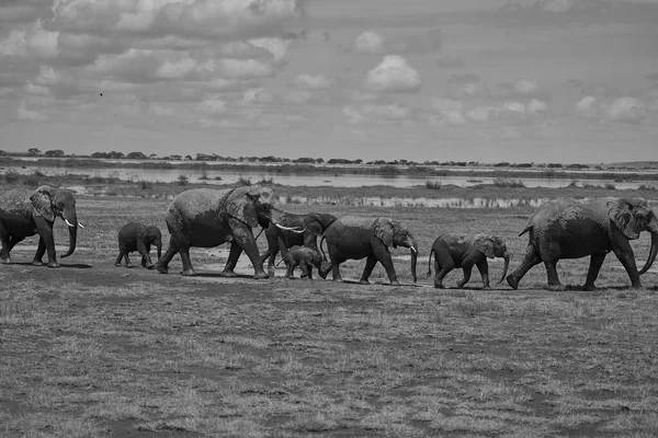 Elephant Group Amboseli - Big Five Safari - Baby African bush elephant Loxodonta africana — стоковое фото