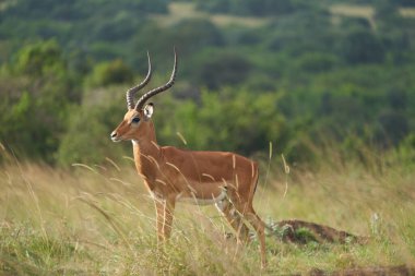 Impala Grubu İmpalas Antilop Afrika 'nın Portresi Safari