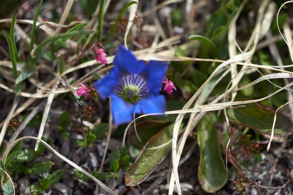 카롤루스클 루시 우스 고산 식물의 이름을 따서 명명 된 유럽의 국화인 클 루시 우스 구티 안 (Clusius gentian) 의 꽃 — 스톡 사진