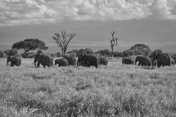 Elephant Group Amboseli - Big Five Safari -Kilimanjaro African bush elephant Loxodonta africana