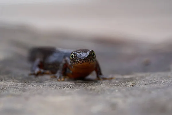 Alpine newt Ichthyosaura alpestris Amphibian Orange Belly — Stock Photo, Image