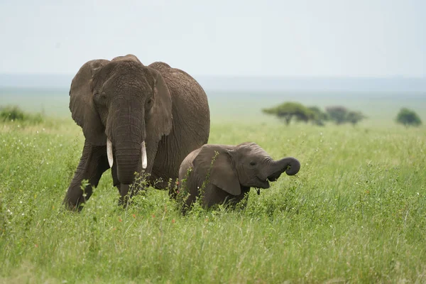 大象宝宝安博塞利- -非洲五大萨法利- -宝宝非洲灌木象 — 图库照片