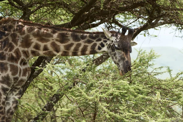 Girafe Afrique Giraffa Safari Big Five Afrique — Photo