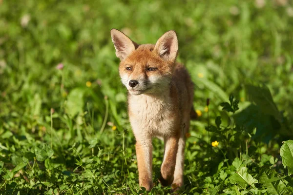 Kızıl Tilki Portresi Vulpes Vulpes Akşam Güneşi — Stok fotoğraf