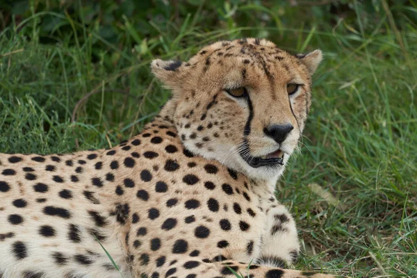 Cheetah Brothers Africa Safari Masai Mara Portrait — Stock Photo, Image