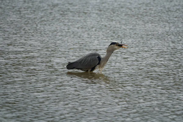 Garza gris Ardea cinerea largo patas depredador vadeando garza aves pescando comer aves — Foto de Stock