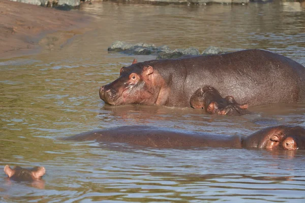 Hippo Hippopotamus África anfibia Safari Retrato Agua —  Fotos de Stock