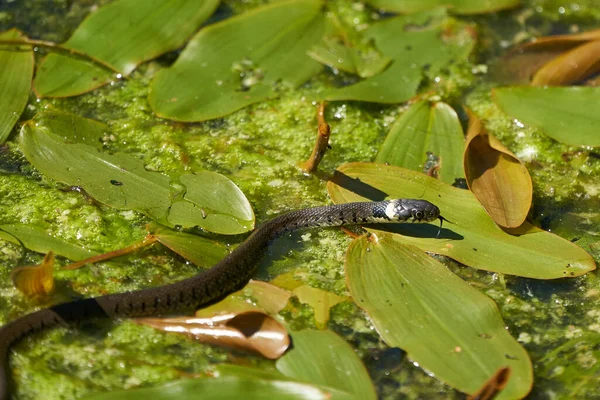 Gras Serpente no Lago Natrix Natrix Retrato — Fotografia de Stock