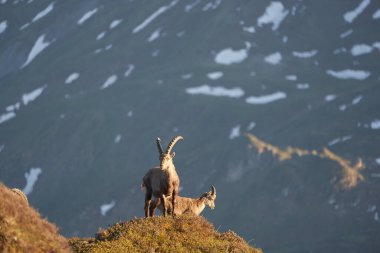 Oğlak Alp Albex Capra dağ keçisi İsviçre Alpleri