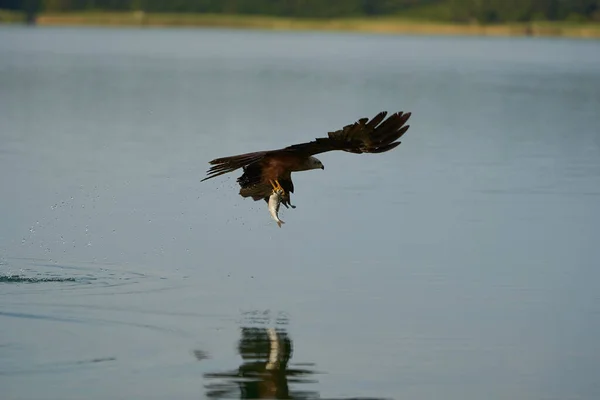 Pipa vermelha Retrato Milvus Milvus Pesca Lago — Fotografia de Stock
