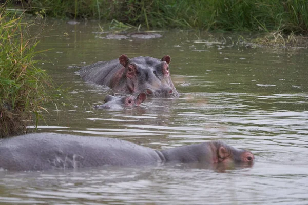 Hippo Hippopotamus África anfibia Safari Retrato Agua Rugido abierto —  Fotos de Stock