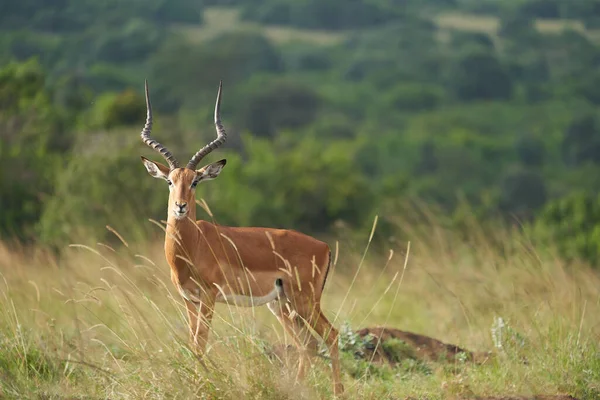 Impala Group Impalas Antelope Porträtt Afrika Safari — Stockfoto