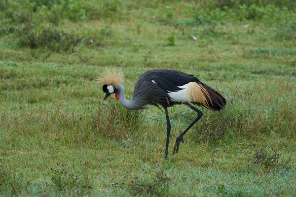 Guindaste coroado de ouro cinzento Balearica regulorum guindaste sul-africano oriental de crista Gruidae — Fotografia de Stock