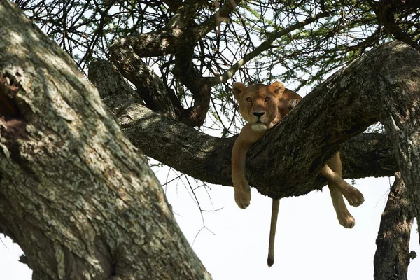 Serengeti leona trepadora de árboles - Lion Safari Portrait — Foto de Stock