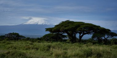  Amboseli - Büyük Beş Safari - Kilimanjaro Afrika çalı fili Loxodonta africana
