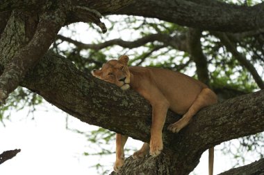 Dişi aslan Serengeti 'ye tırmanıyor - Aslan Safari Portresi