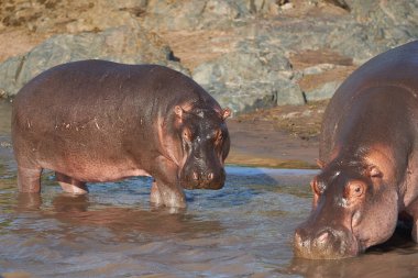 Hippo Hippopotamus amfibik Afrika Safari Portresi Anne Bebek