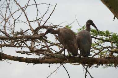  Hadeda Ibis Bostrychia hagedash da Kenya Sahra-altı Afrika olarak da bilinir.