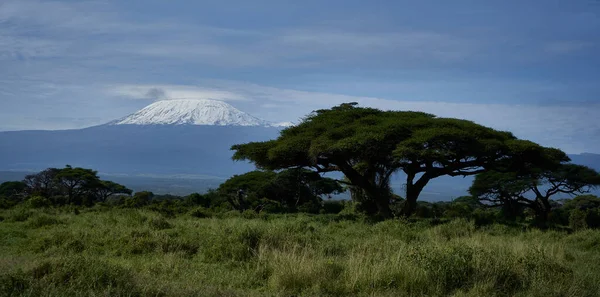  Amboseli - Büyük Beş Safari - Kilimanjaro Afrika çalı fili Loxodonta africana