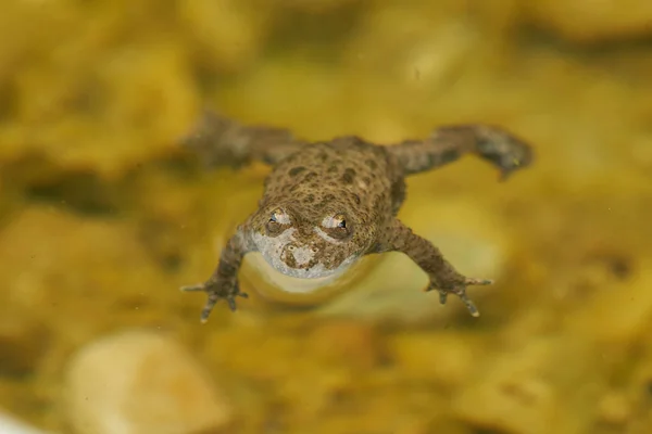 Bombina de sapo vientre amarillo Variegata Retrato Ojos dorados con corazón negro —  Fotos de Stock