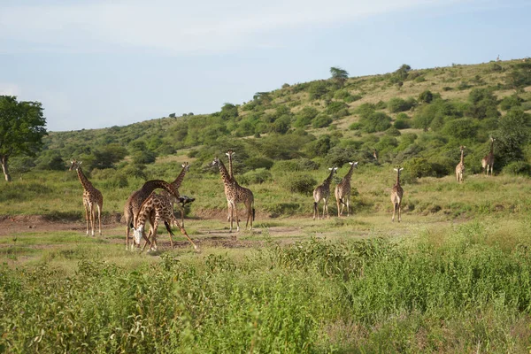 Żyrafa Afryka Giraffa Safari Big Five Africa Grupa Walka — Zdjęcie stockowe