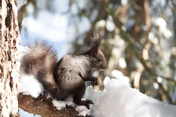 Eurasian brown red Squirrel Sciurus vulgaris Cute Snow Nut