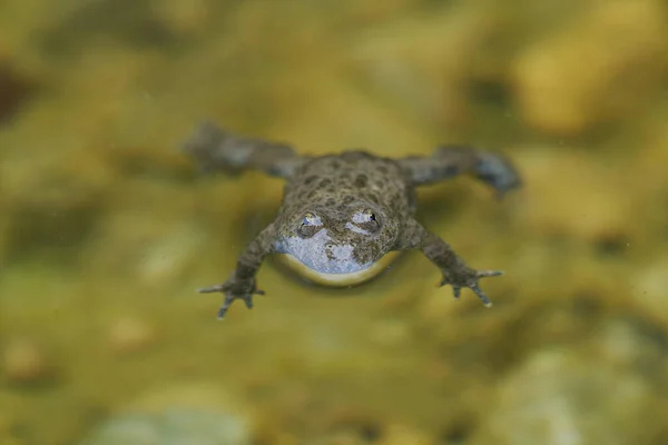 Geelbuikpad Bombina Variegata Portret Gouden Ogen met Zwart Hart — Stockfoto