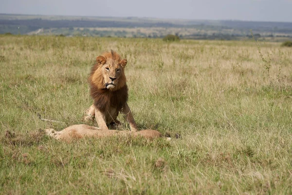 Leeuw en leeuwin Kenia Safari Savanne Paring — Stockfoto