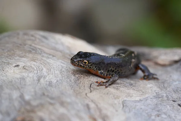 Alpine newt Ichthyosaura alpestris Amphibian Orange Belly — Stock Photo, Image