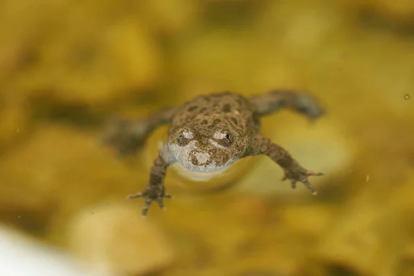 Жовта жаба Бомбіна Портрет Золоті очі з чорним серцем — стокове фото