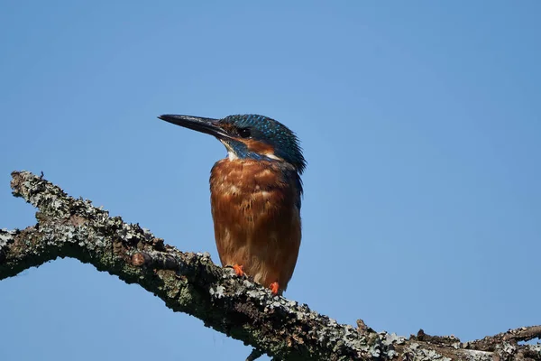 Common kingfisher Alcedo atthis Eurasianon a tree at the river — Stock Photo, Image