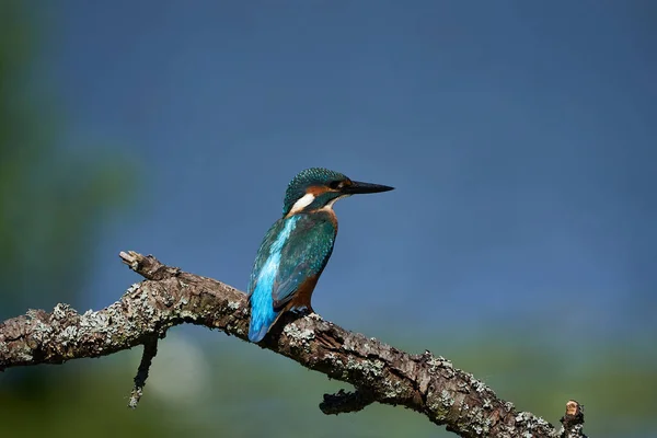 Vanlige kungsfiskaren Alcedo vid Eurasianon ett träd vid floden. — Stockfoto