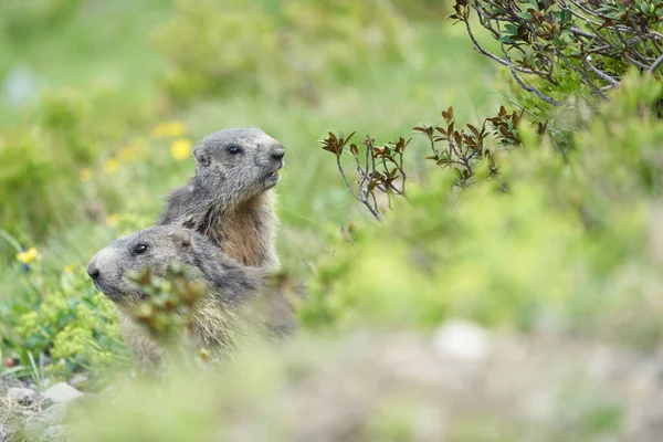 Alpine Marmot Marmota Marmota Suisse Alpes Montagnes — Photo