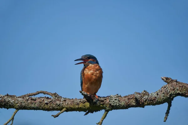 Common kingfisher Alcedo atthis Eurasianon a tree at the river — Stock Photo, Image