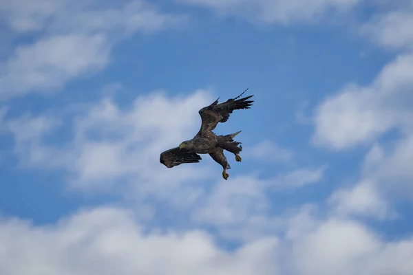 Witte staart adelaar vangen paling roofvogel meer jagen — Stockfoto