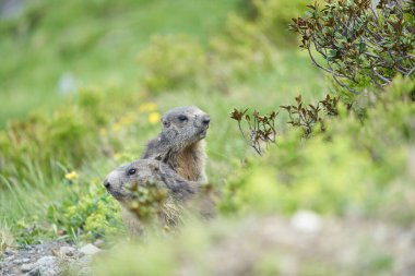 Alpine Marmot Marmota Marmota İsviçre Alp Dağları