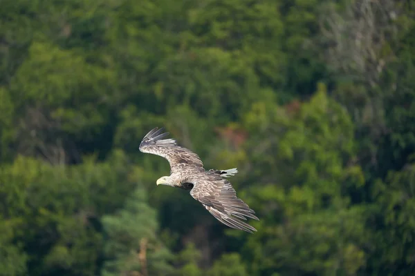 Águia de cauda branca captura enguia Raptor Lake Hunting — Fotografia de Stock