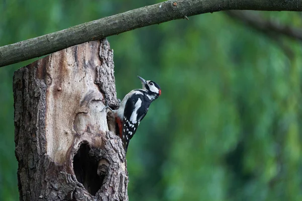 Great spotted woodpecker Dendrocopos major Switzerland infront of his home tree whole — Stock Photo, Image