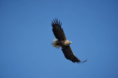 Beyaz kuyruklu Kartal Yılan Balığı Yakalayıcı Yılan Balığı Gölü Avlama