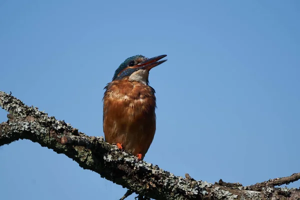 Martin pêcheur Alcedo à cet Eurasianon un arbre à la rivière — Photo