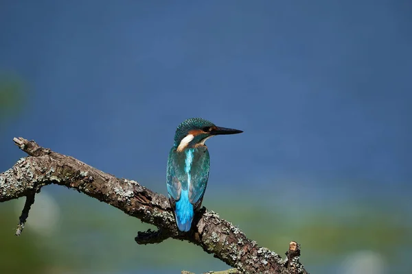 Pescador-rei comum Alcedo neste Eurasianon uma árvore no rio — Fotografia de Stock