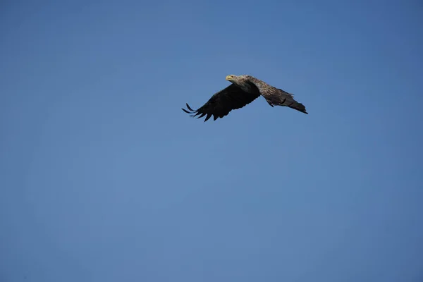 Águia de cauda branca captura enguia Raptor Lake Hunting — Fotografia de Stock