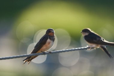 Ahır Kırlangıcı akşam güneşinde oturuyor