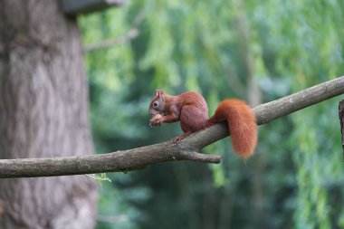 Fındıklı bir ağaçta Avrasya Kırmızı Sincabı