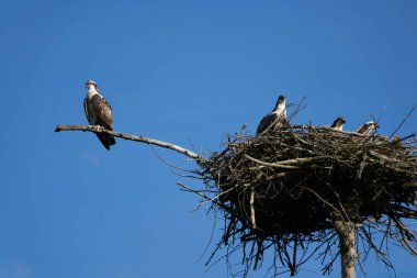 Osprey yuvası Osprey ailesi olgunlaşmamış ve yetişkin bireyler. 