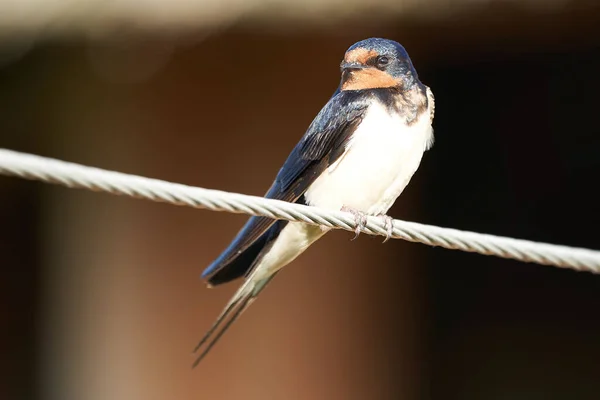 Barn Swallow sitting in the evening sun — Stock Photo, Image
