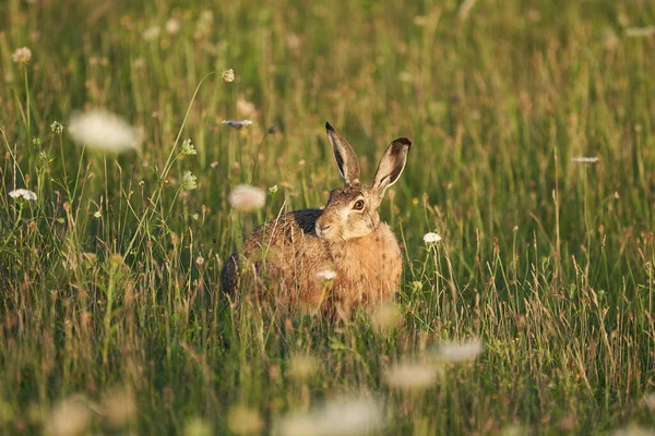 European Hare Lupus europaeus i kvällsljus på ett fält — Stockfoto