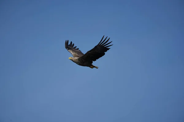 Águia de cauda branca captura enguia Raptor Lake Hunting — Fotografia de Stock