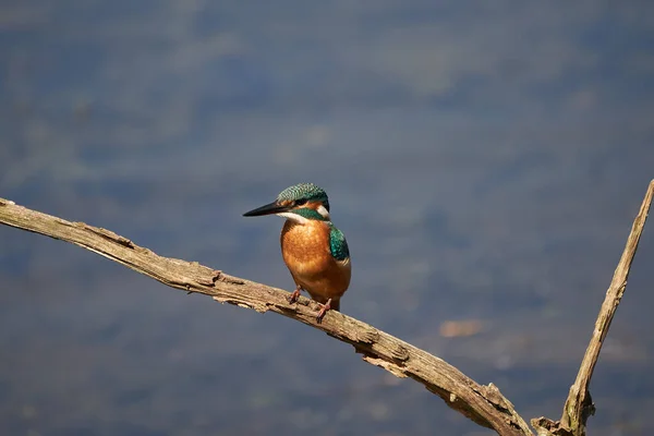 Pescador-rei comum Alcedo neste Eurasianon uma árvore no rio — Fotografia de Stock